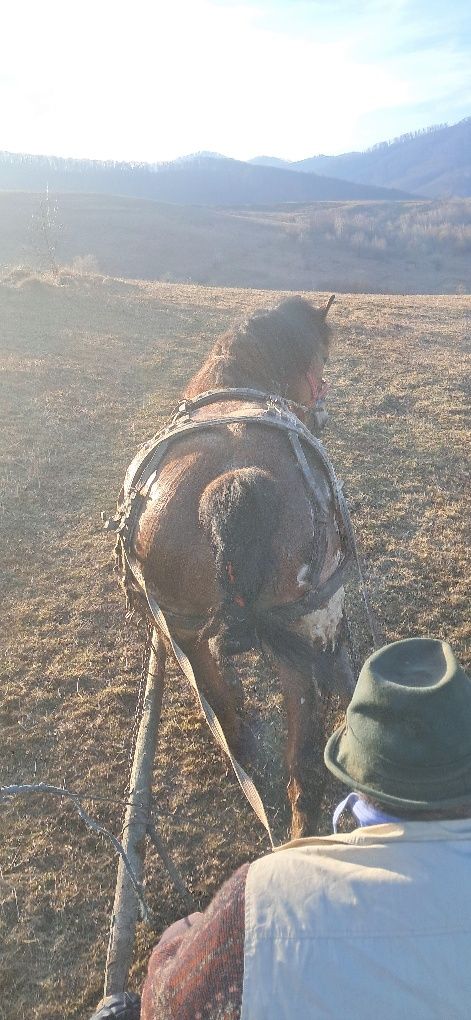 Vand cal bun proba la fata locului