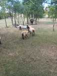 Vand 2 berbecuti suffolk