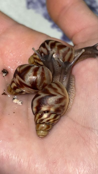 Ahatina retikulayata bolachasi