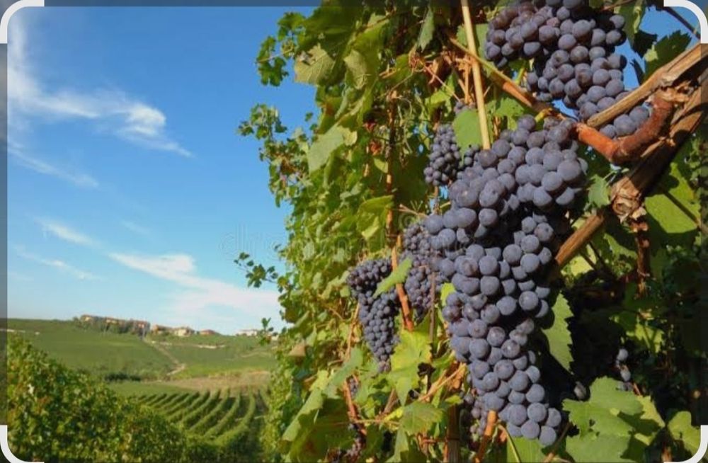 Struguri pentru vin