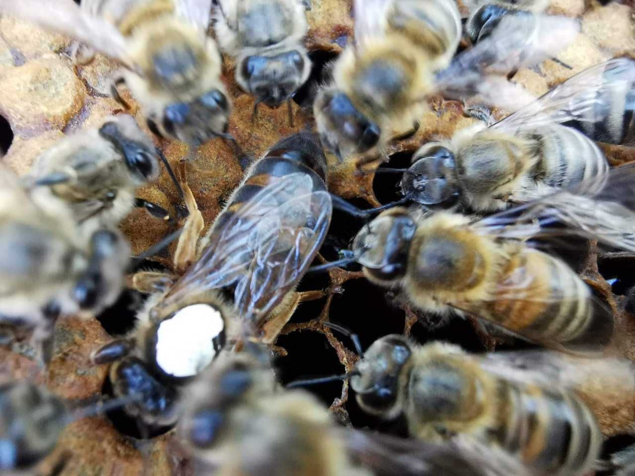 Пчелни майки и отводки 2024