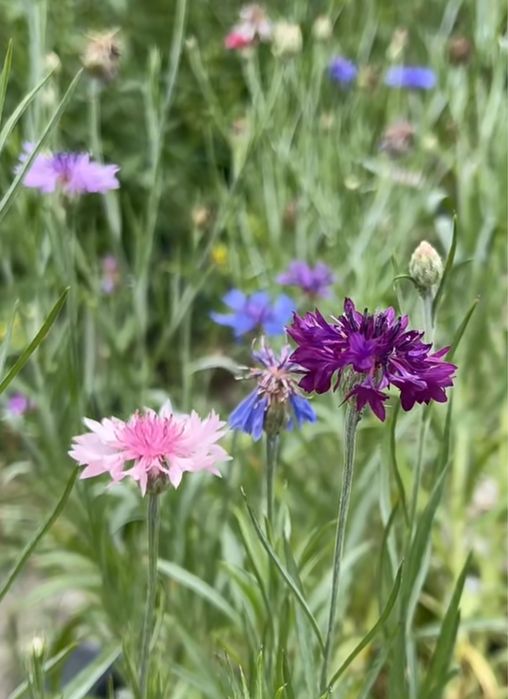 Seminte de albăstrea (Centaurea cyanus) 100pcs