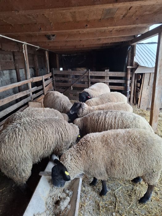 Oi sulfoc de vânzare