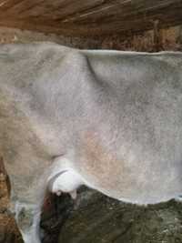 Vaca bruna de Maramureș, xxxxxxxxcx