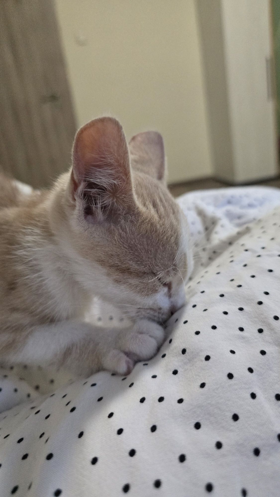 Бебе коте търси дом