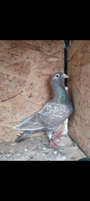 Porumbei Voiajori colorați