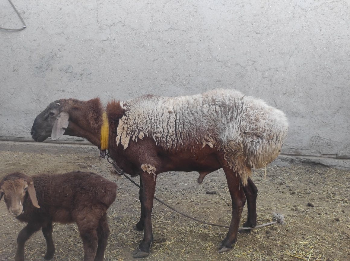 Arashan Qoʻchqor Sotiladi 2 yoshar
