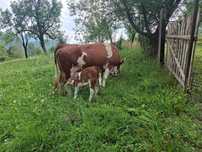Vand vaca cu vitea