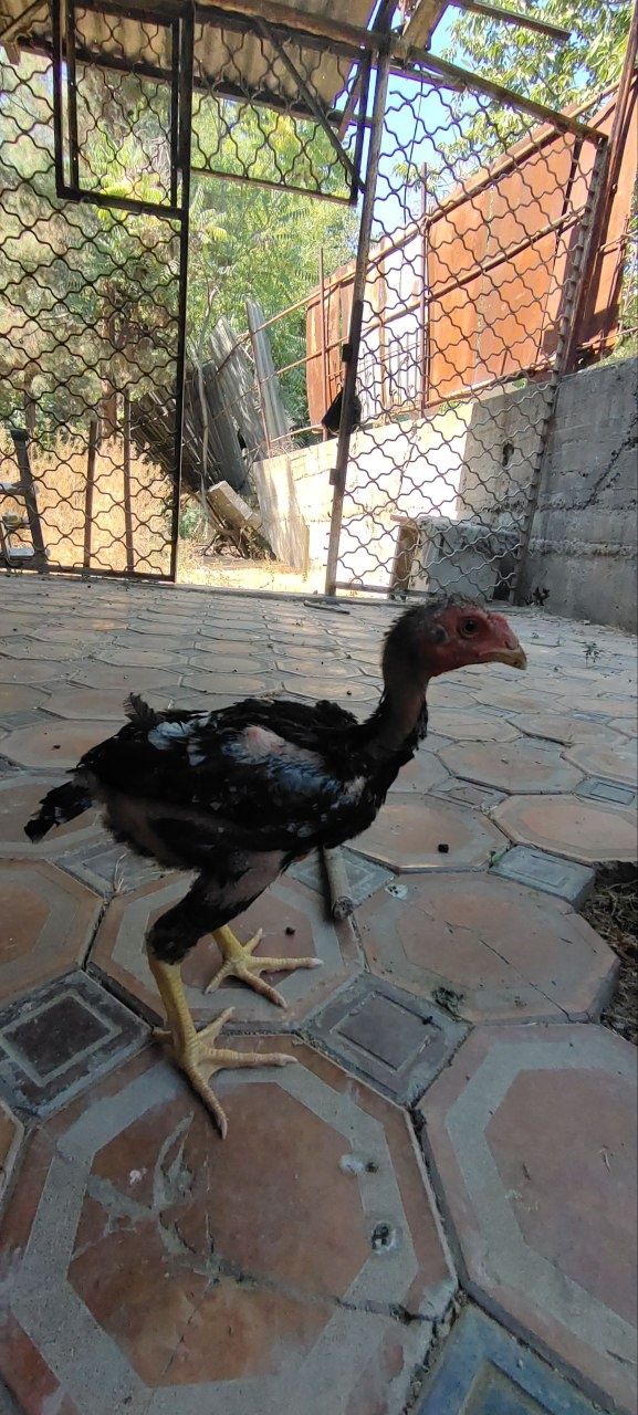 Dakan joʻja sogʻlom kam pat  Дакан цыпленок здоровый