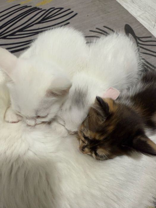 Котят отдаю 2месяцa