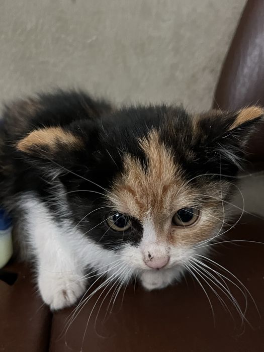 Donez pisicuta jucausa