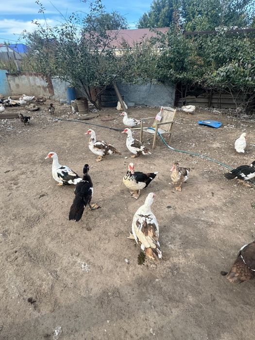 Биыл шыккан балапандар сатылады