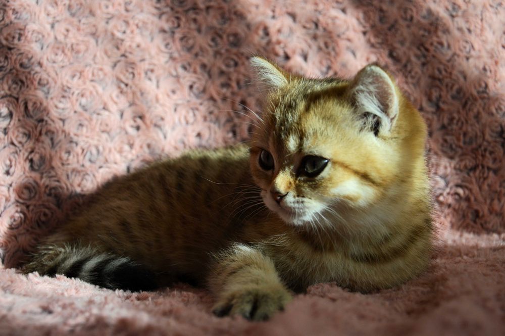 Златни и сребърни чинчили