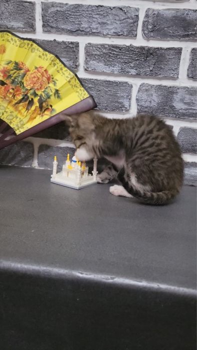 Котенка в добрые руки