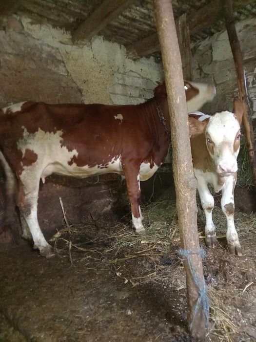 Vaca tânără la prima fatare cu vitea două luni .se vand in prima si se