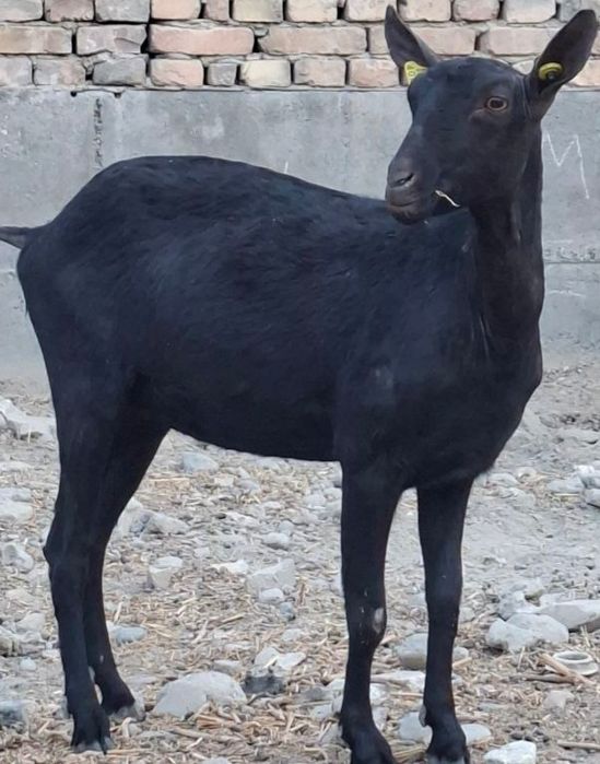 Эчки Козёл сотилади