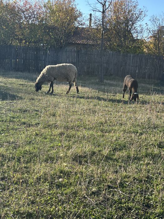 Vând oaie casabasa cu berbecut