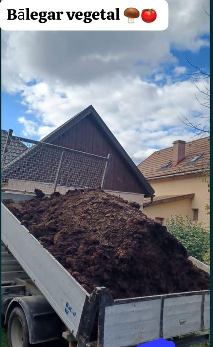 Mreaniță de oaie sau de vacă,macerat,pamant vegetal