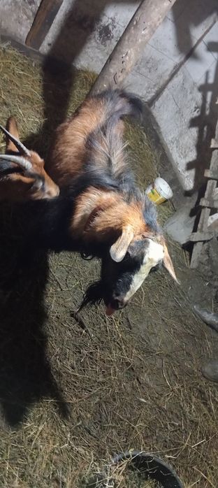 Țap de vânzare mai multe detalii la Nr de tel