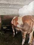 Vaca de vanzare baltata romaneasca