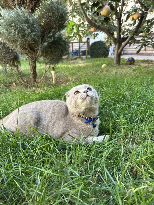 Scottish Fold Shotlandiya