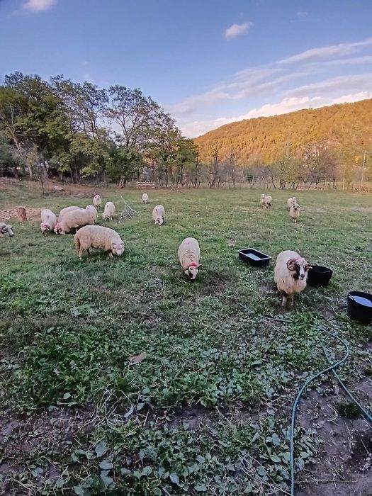 Vând 10 oi reformă