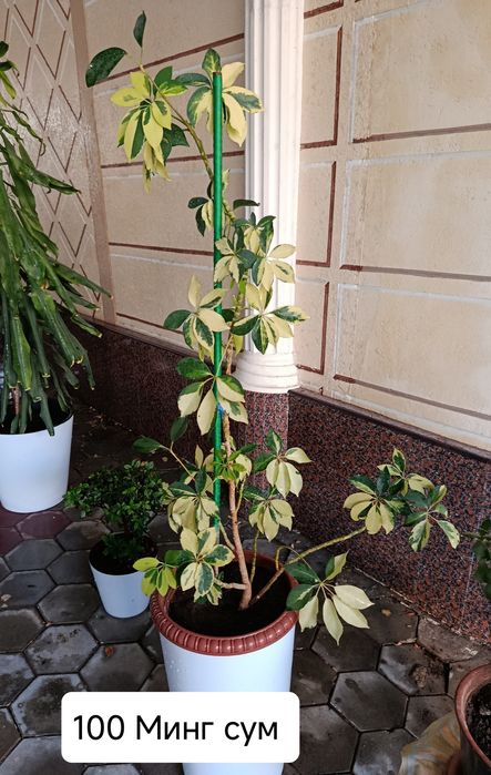 Хонаки гуллар, цветы