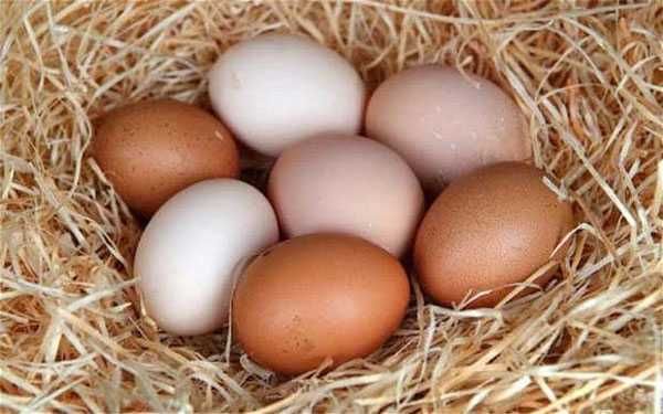 кокоши и пъдпъдъчи яйца