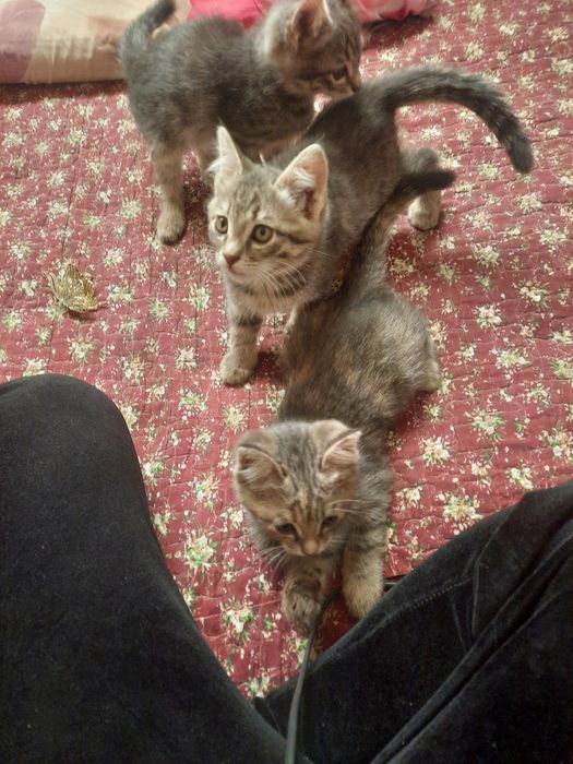 Mushukchala Xadya qilinadi