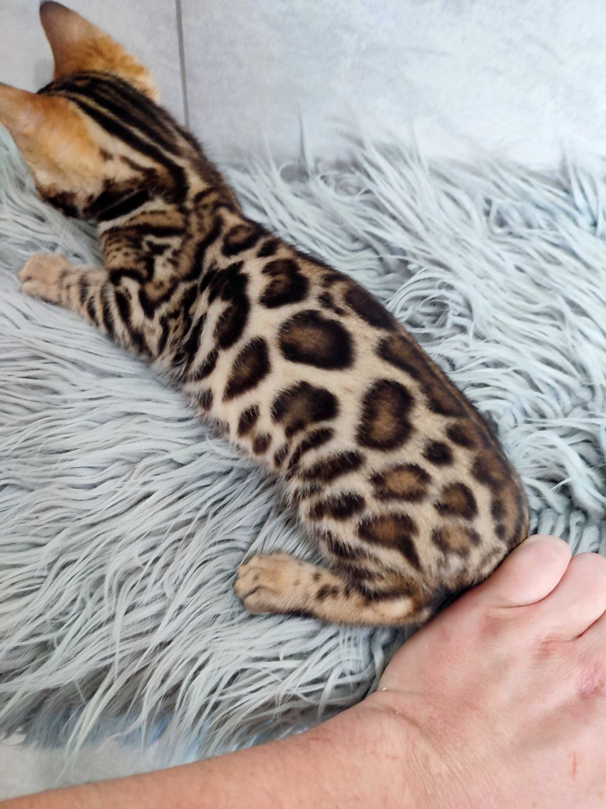Pisicuta bengal cu pedigree