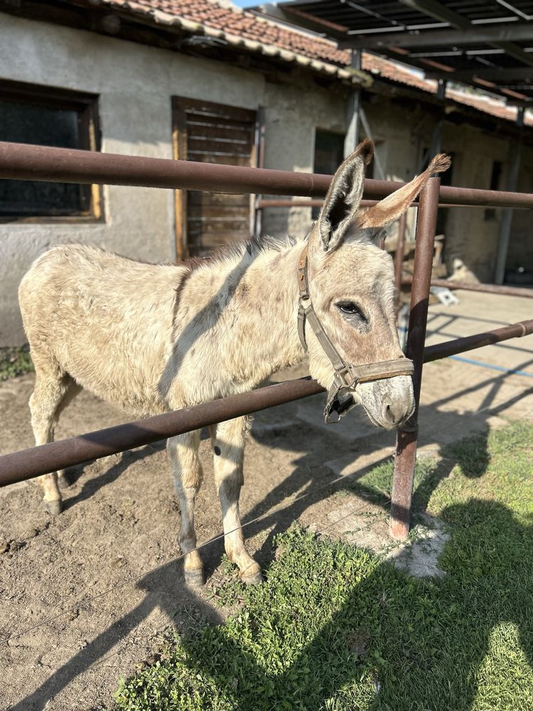 Продавам мъжко магаре