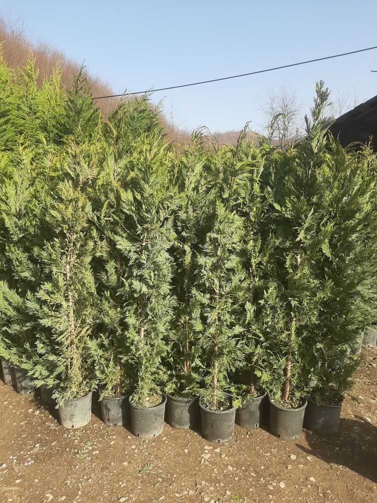 Tuia plante speciale ptr gradina