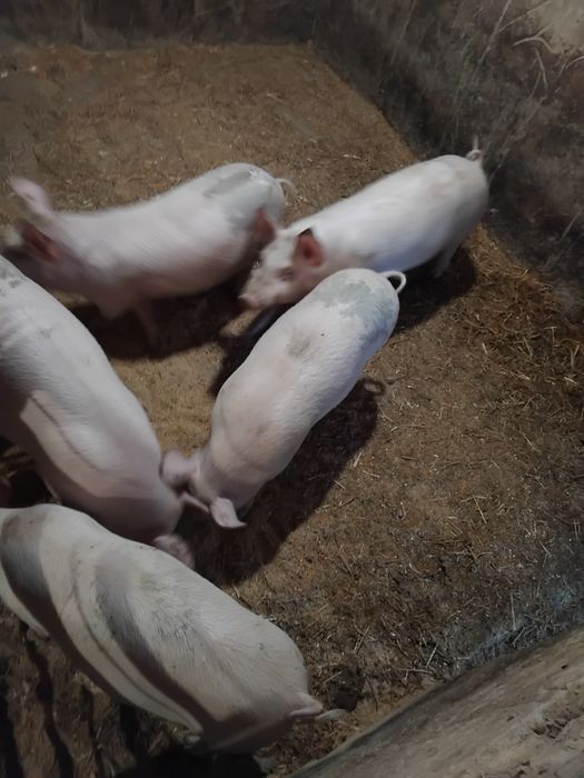 Малки прасета!,,