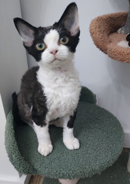 Devon Rex pui mascul