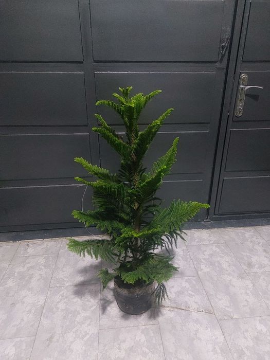 Продам Ёлка араукария