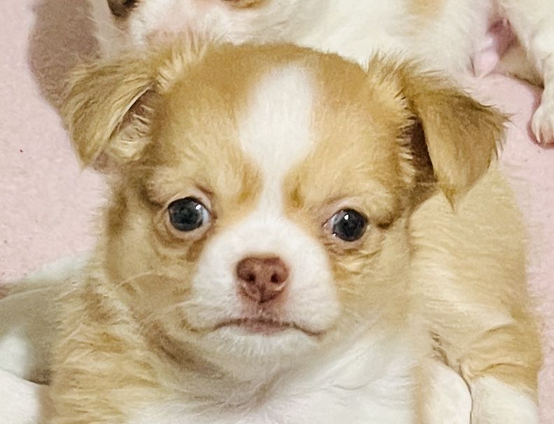 Чихуахуа момчета и момичета