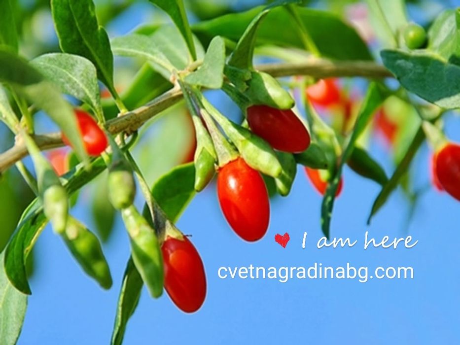 Годжи Бери - тибетска ягода