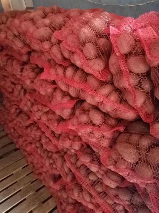 Cartofi roși consum la sac de 10 kg