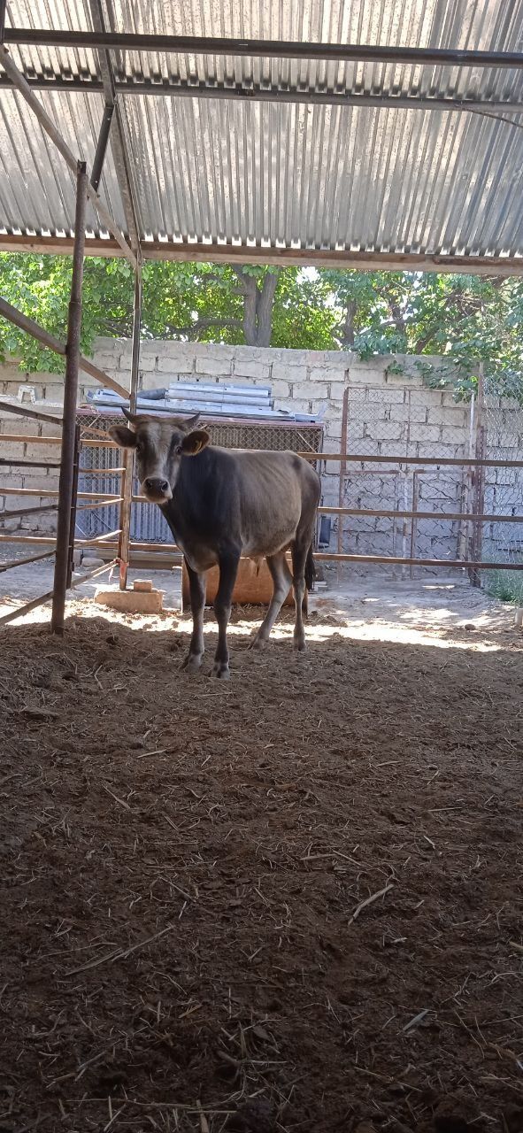 Shvet Buqqa  sotiladi narxi 12 .5  yana kelishamiz