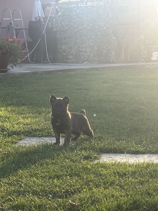 Ciobanesc Belgian Malinois