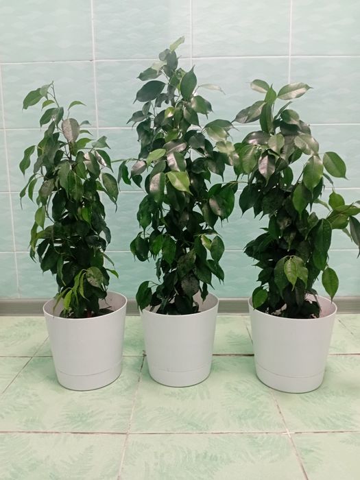 Фикус Бенджамина