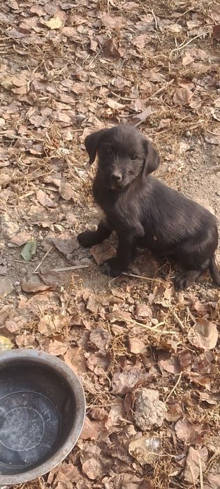 Лабродор смешаный