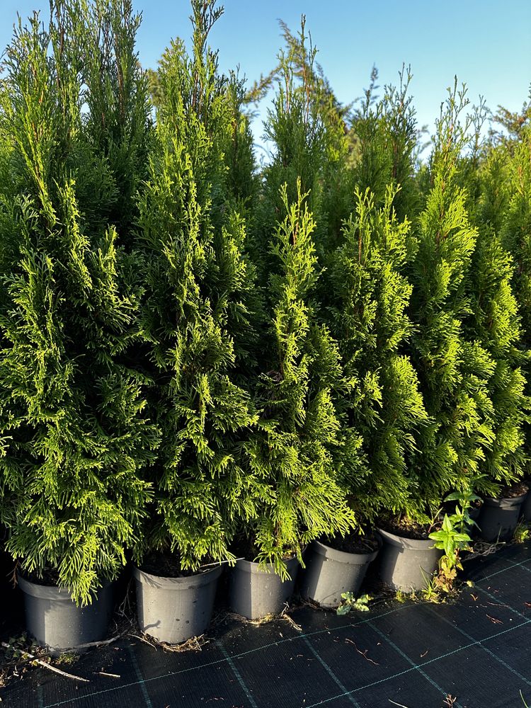 Tuia( thuja ) smaragd perfect aclimatizați