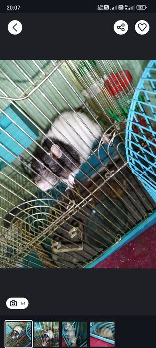 Темиртау. Отдам в добрые руки 2 стмпатичных крыс.