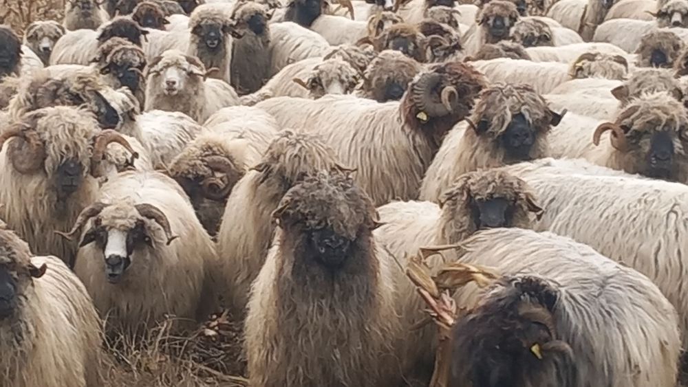 Oi bucalai de vânzare pentru detalii la tel