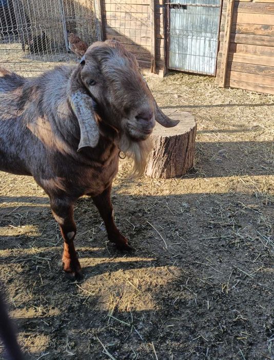 Vând țap Anglonubian , vârsta un an și jumătate.