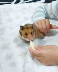 Hamster sirian și cușcă