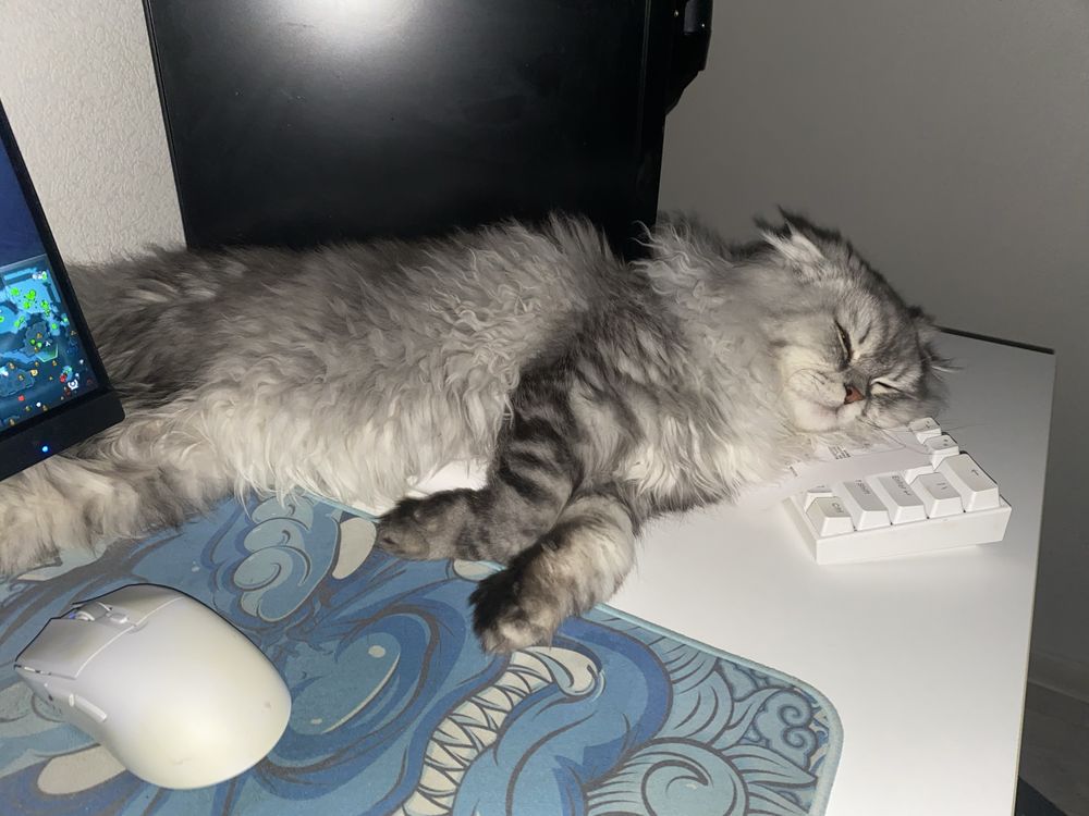 Нужна кошка для вязки