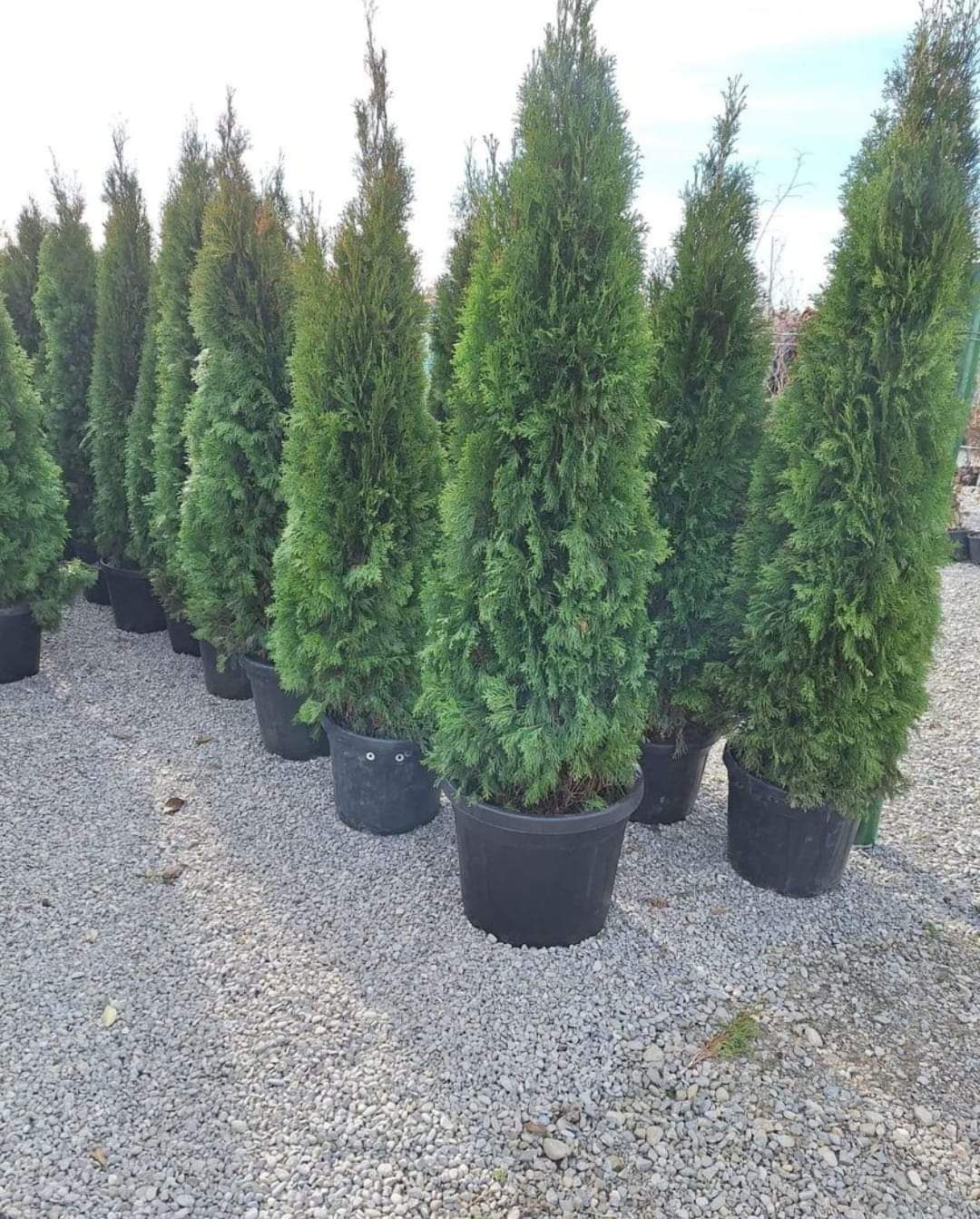 Plante ornamentale