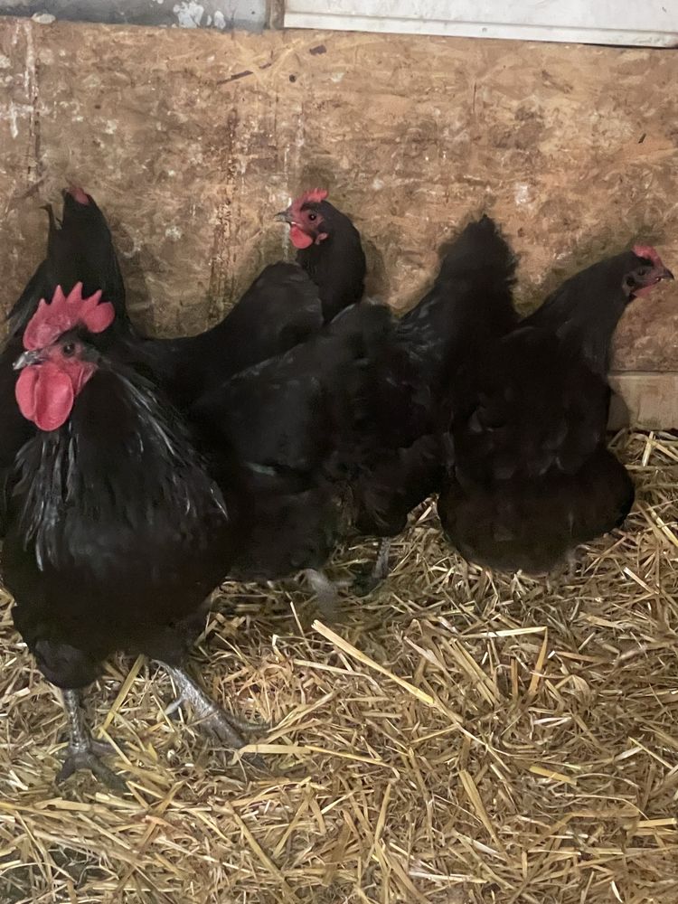 Vand familie  gaini rasa Australorp.